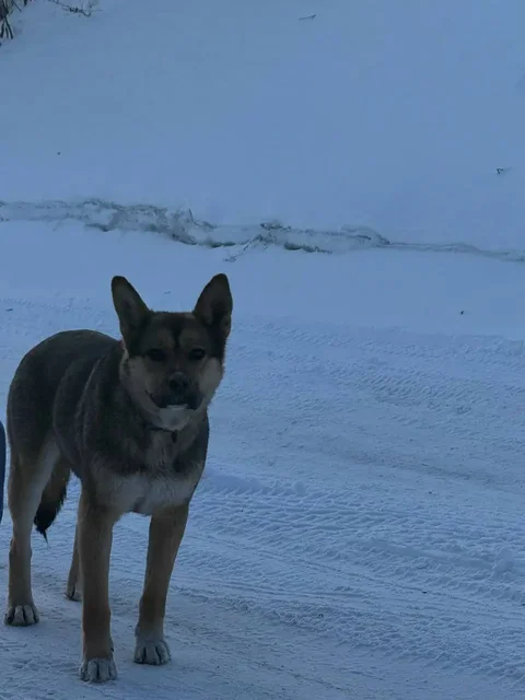 Потерянная собака на улице Пшеничная Падь - Скот в Иркутск