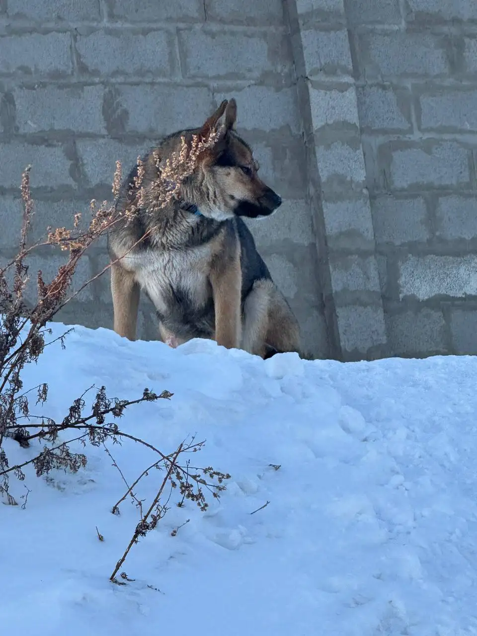 Потерянная собака на улице Пшеничная Падь - Собаки (Животные) в Иркутск