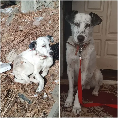 Пёс найден в Берёзовом рп Маркова - Крупный рогатый скот в Иркутск