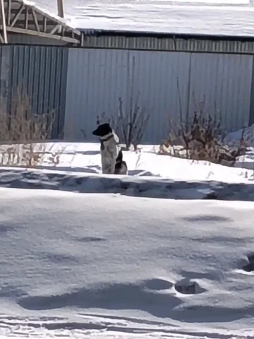 Потерянная собака в Ангарске - частное объявление в Ангарск