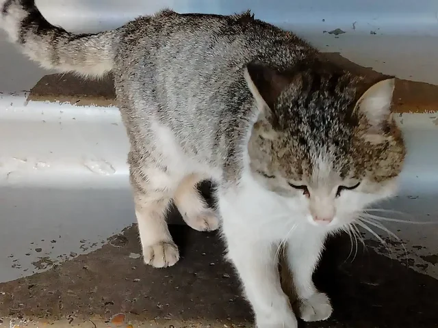 Нашла кота в подъезде улица Тельмана 185, район ленинский, город Иркутск - Крупный рогатый скот в Иркутск