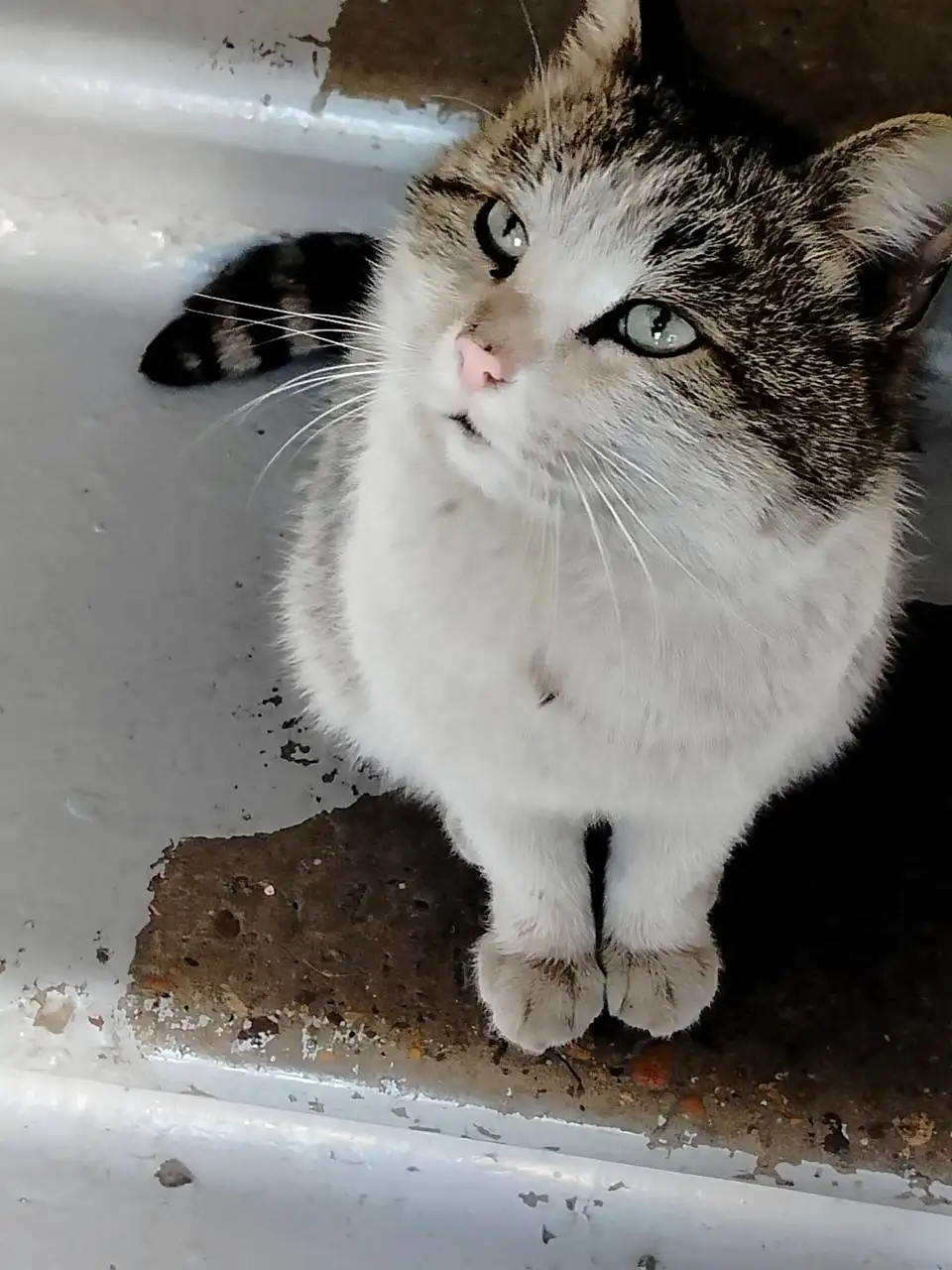 Нашла кота в подъезде улица Тельмана 185, район ленинский, город Иркутск - Кошки (Животные) в Иркутск