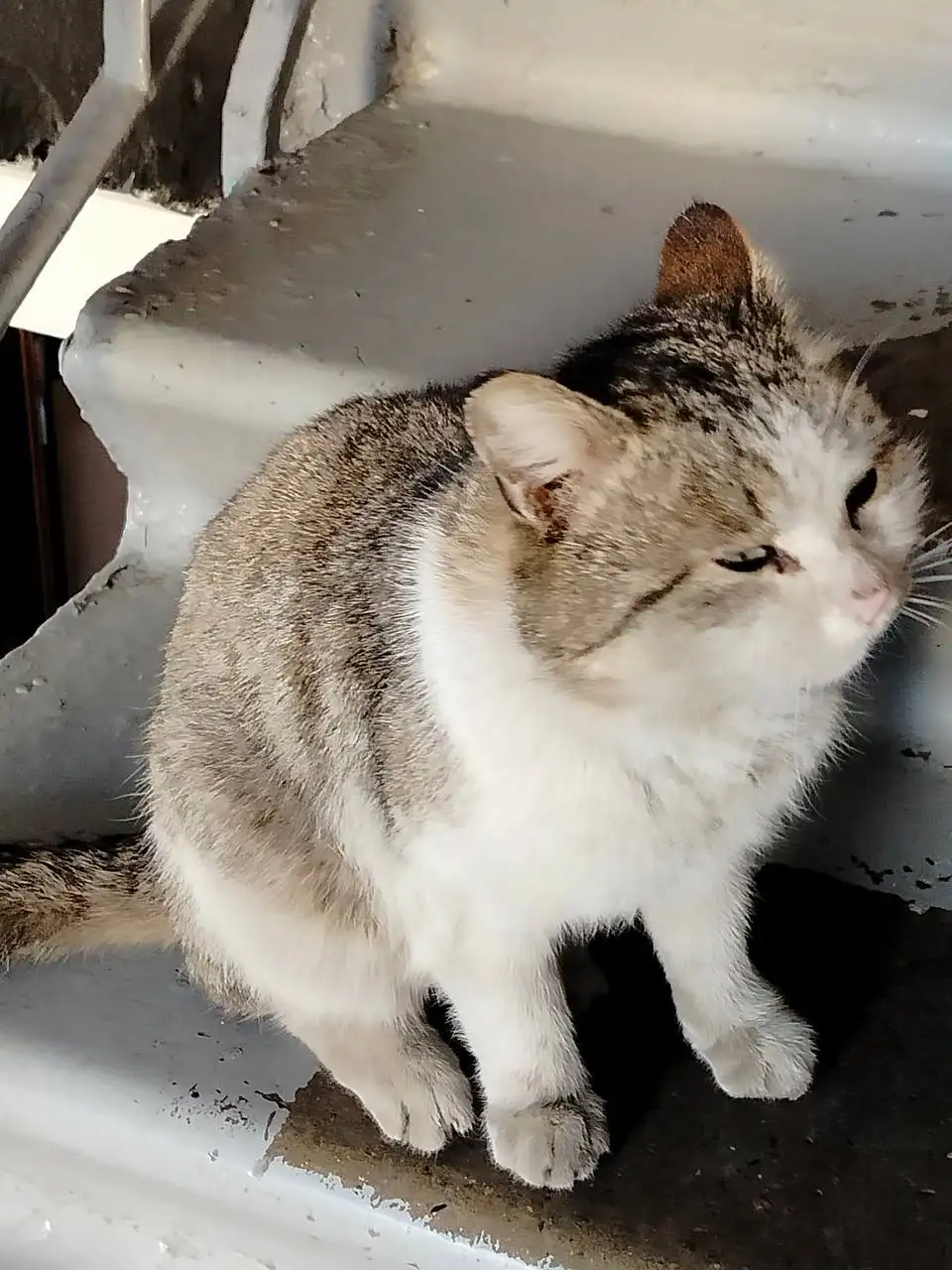 Нашла кота в подъезде улица Тельмана 185, район ленинский, город Иркутск - Кошки (Животные) в Иркутск