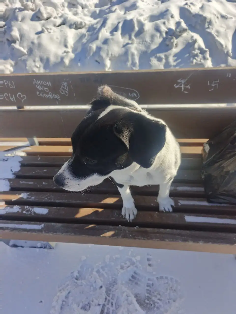 Найдена собака в Иркутске - Собаки (Животные) в Иркутск