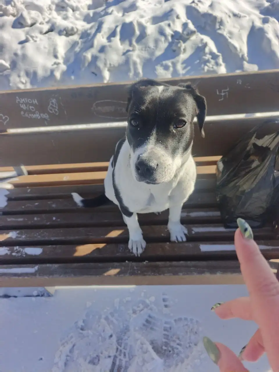 Найдена собака в Иркутске - Собаки (Животные) в Иркутск