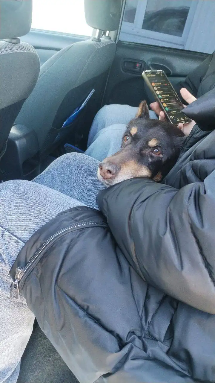 Потеряшка Доберман в Иркутске - Собаки (Животные) в Иркутск