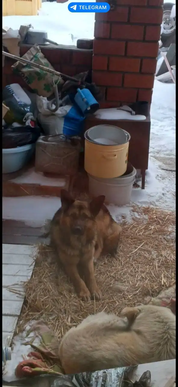 Найден пес овчарка в СНТ 6 Пятилетка - Собаки (Животные) в Иркутск