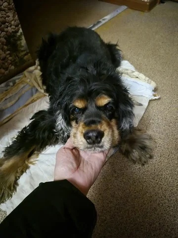 Найдена собака-спаниель в районе НЛО - Крупный рогатый скот в Иркутск