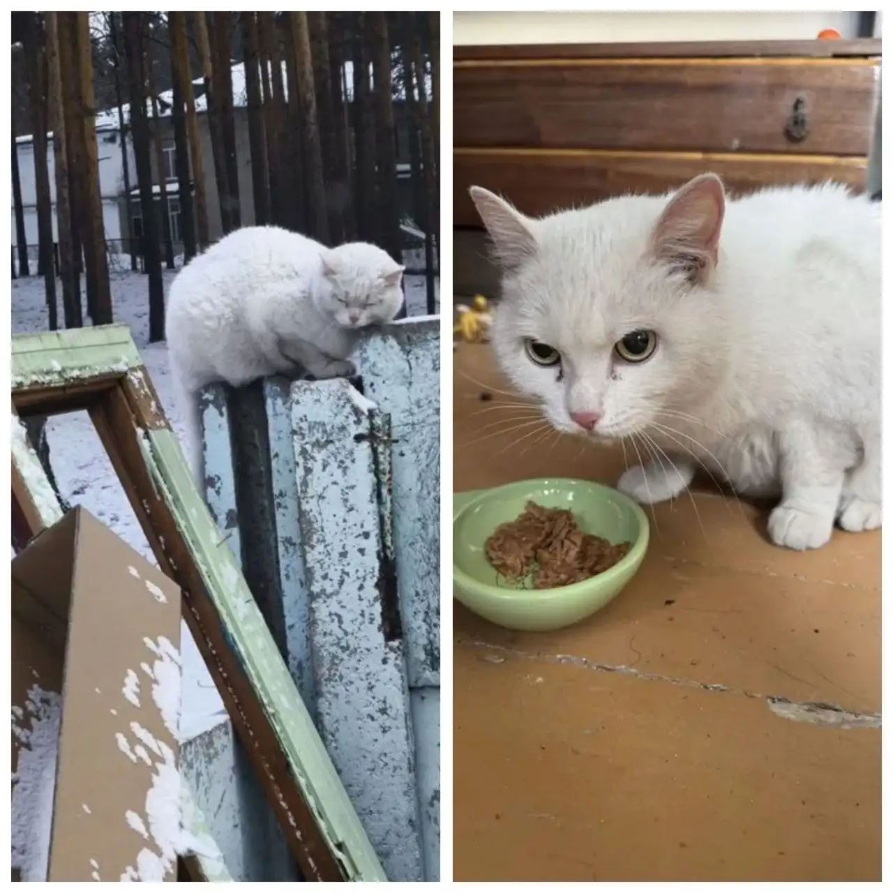 Найден кот в Ангарске, ищут хозяина - Кошки (Животные) в Ангарск