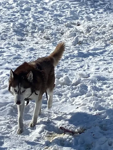 Потеряшка: молодой хаски в Иркутске - Собаки в Иркутск