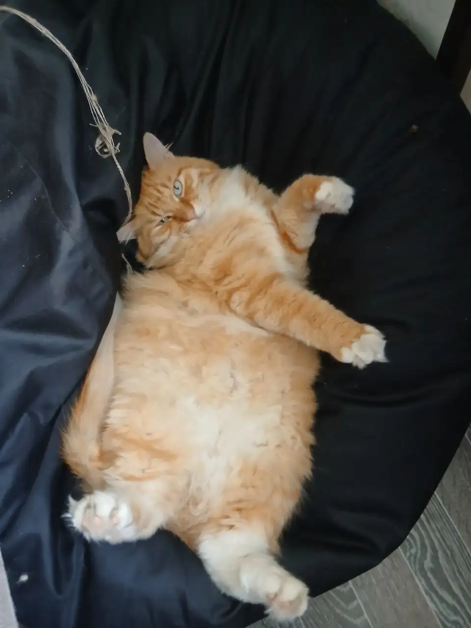 Пропал кот в районе Марата (Николаева 11) - Потерянные животные (Животные) в Иркутск