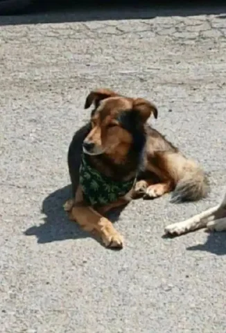 Поиск свидетелей по ситуации с собакой - Собаки в Иркутск