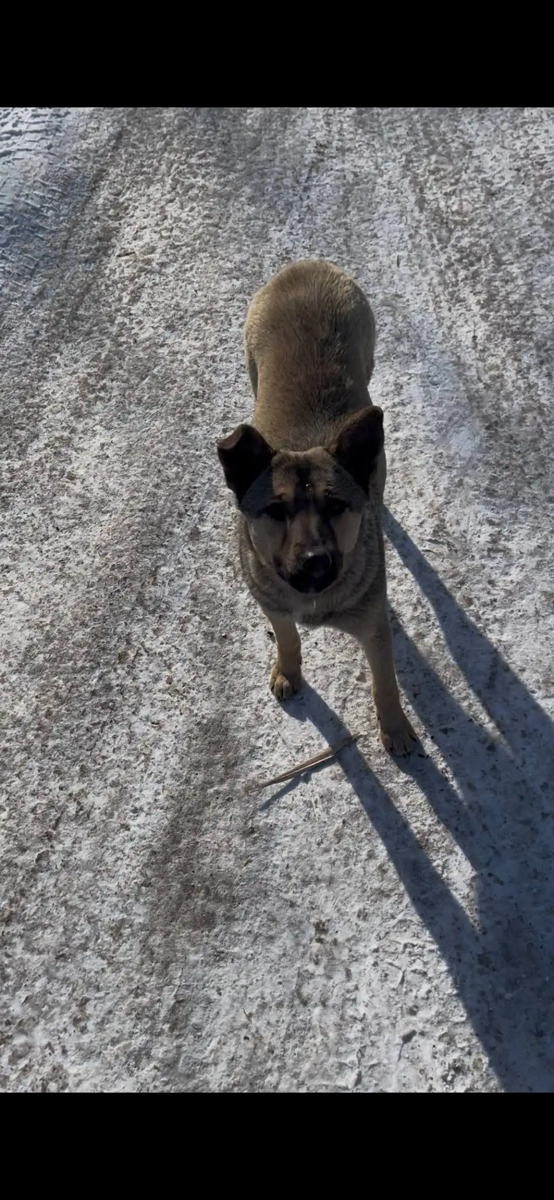 Потерянная собачка в районе Мельниковского рынка - Животные в Иркутск