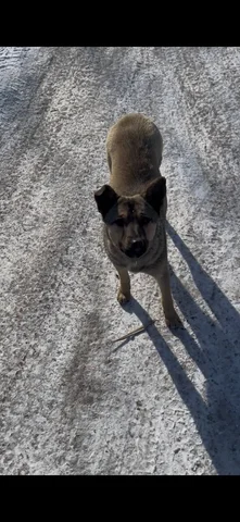 Потерянная собачка в районе Мельниковского рынка - Крупный рогатый скот в Иркутск
