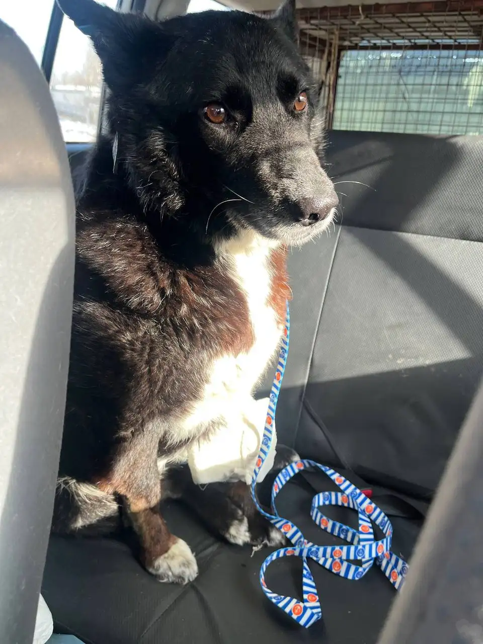 Поздравление с 8 Марта в группе животных Иркутска - Животные в Иркутск