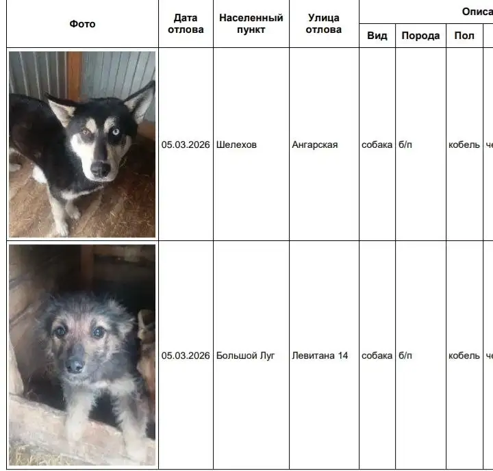Найдены собаки в приюте Шелехов Большой Луг - Собаки (Животные) в Шелехов