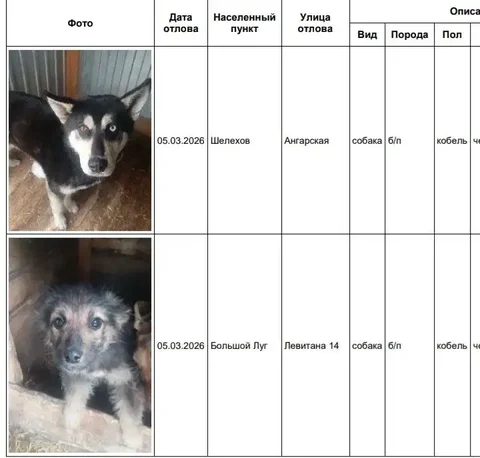 Найдены собаки в приюте Шелехов Большой Луг - частное объявление в Шелехов