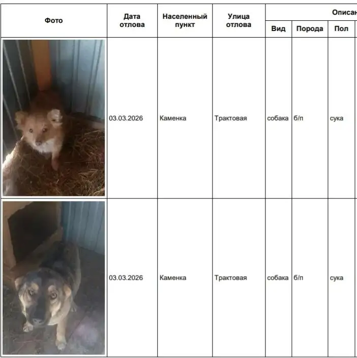 Потерянные собаки Бохан и Каменка в приюте Усолья - Собаки (Животные) в Иркутск