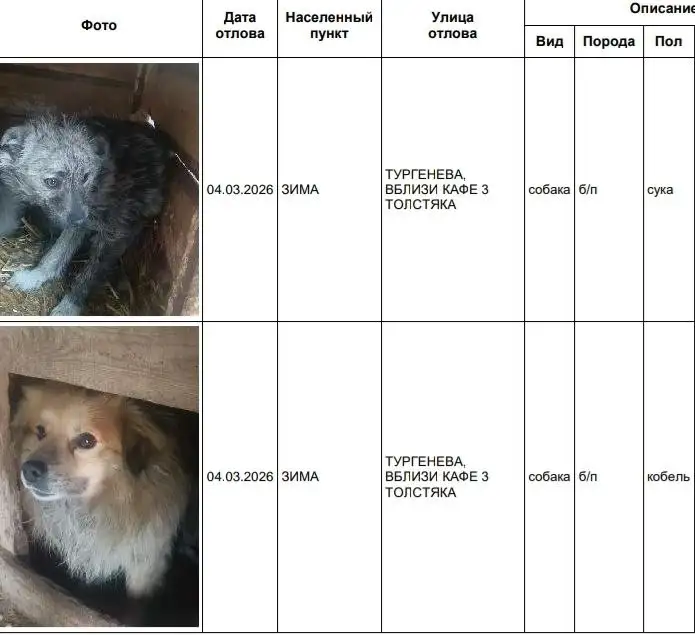 Отлов собак в Усолье - Собаки (Животные) в Усолье