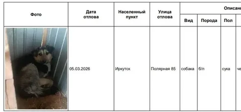 Отловленные собаки в приюте Усолье - Крупный рогатый скот в Иркутск