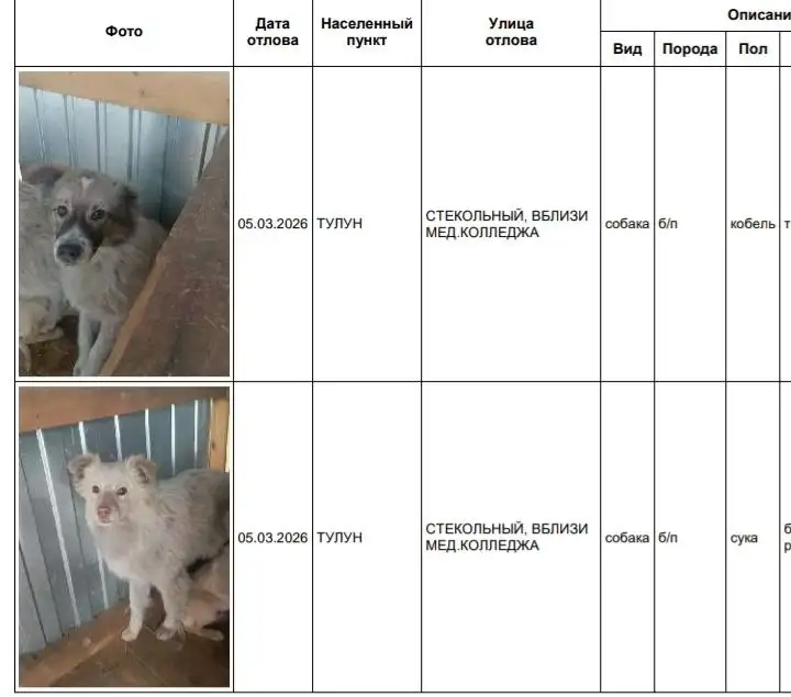 Потерянные собаки в приюте Усолья - Собаки (Животные) в Усолье