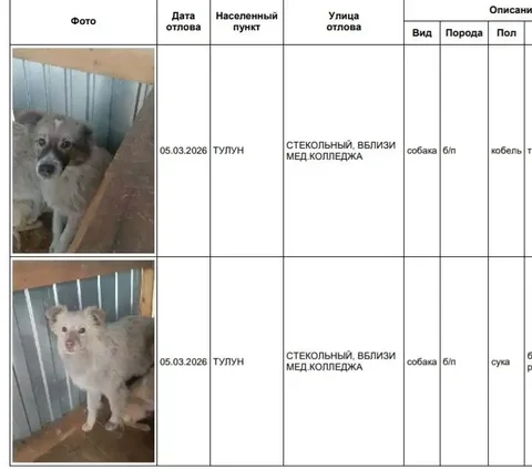 Потерянные собаки в приюте Усолья - частное объявление в Усолье