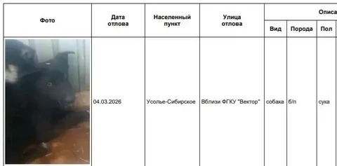Отлов собак в приюте Усолья-Сибирского - частное объявление в Усолье-Сибирское