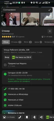 ПОТЕРЯШКА ИРКУТСК ЖИВОТНЫЕ - Крупный рогатый скот в Иркутск