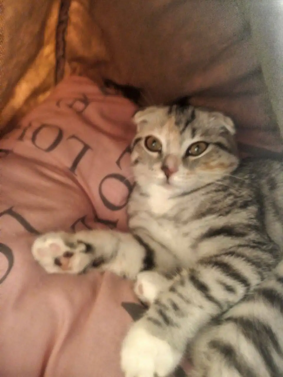 Пропала кошечка на 6 квартале - Потерянные животные (Животные) в Иркутск