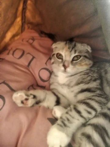 Пропала кошечка на 6 квартале - Крупный рогатый скот в Иркутск