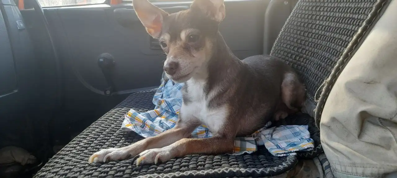 Найдена собачка в Ангарске - Собаки (Животные) в Ангарск