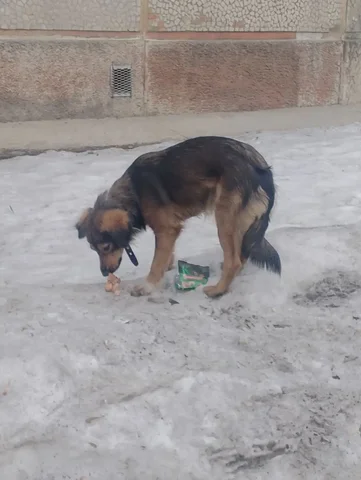 Найдена собака на Рябикова 8 марта в Иркутске - Крупный рогатый скот в Иркутск