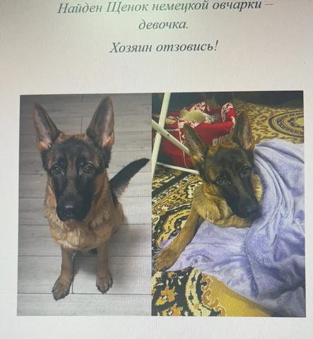 Найден щенок немецкой овчарки в Иркутске - Крупный рогатый скот в Иркутск