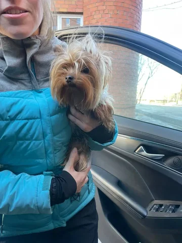 Потерянная собака в Иркутске - Крупный рогатый скот в Иркутск