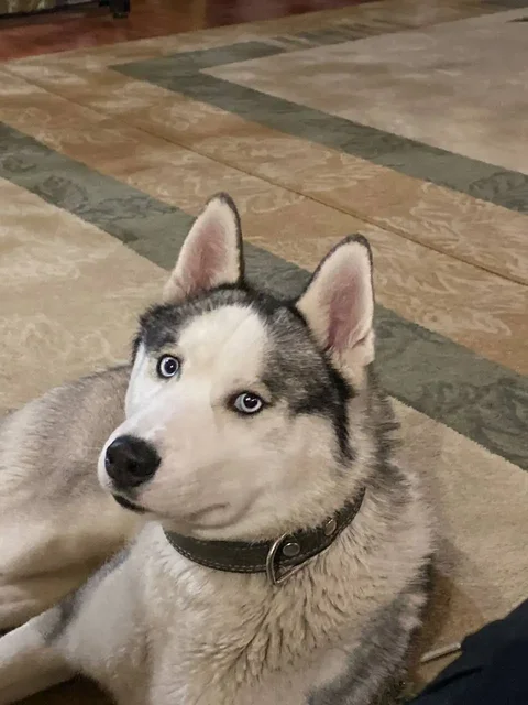 Пропала собака хаски Боцман в Иркутске - Крупный рогатый скот в Иркутск