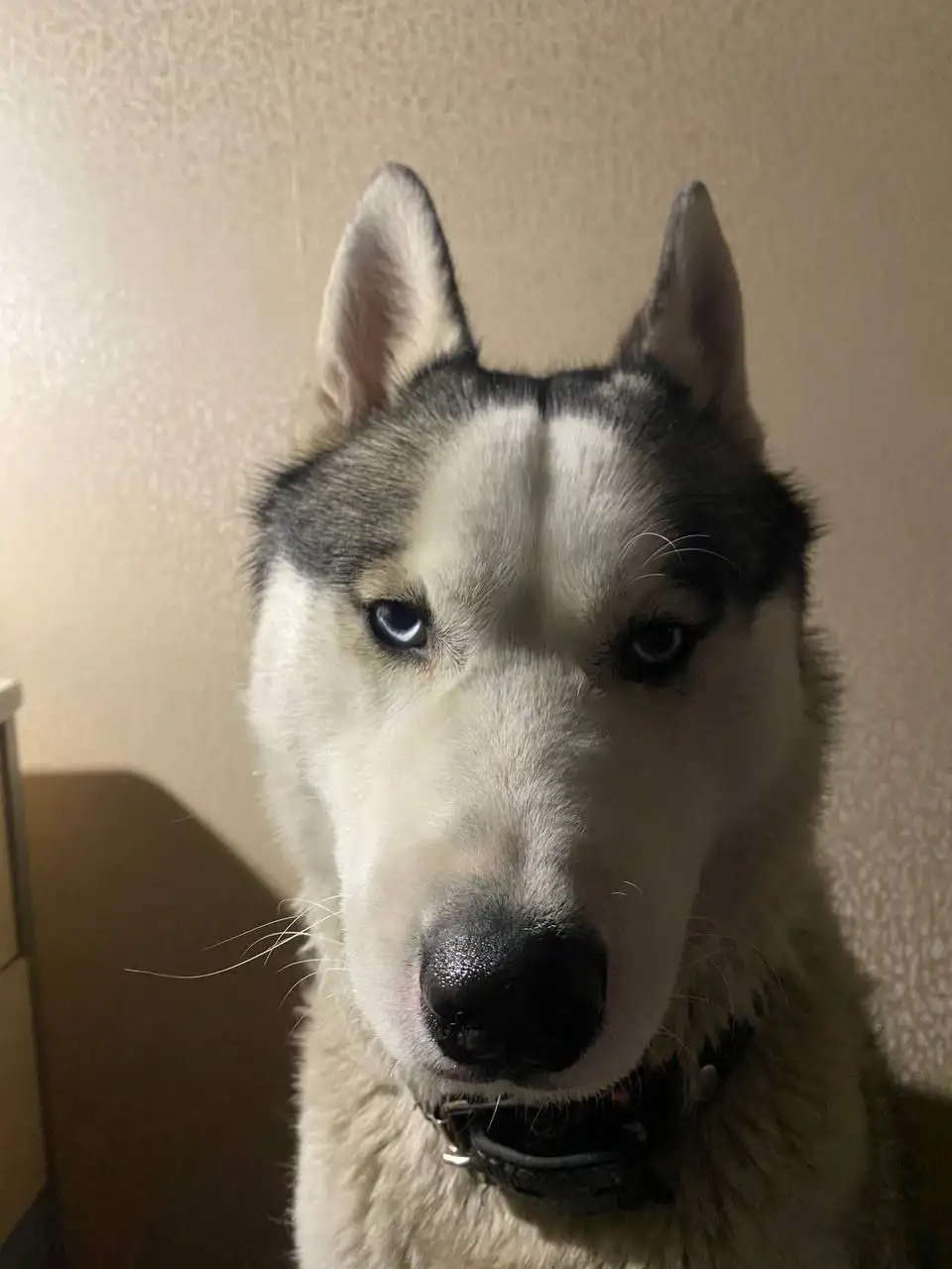 Пропала собака хаски Боцман в Иркутске - Потерянные животные (Животные) в Иркутск