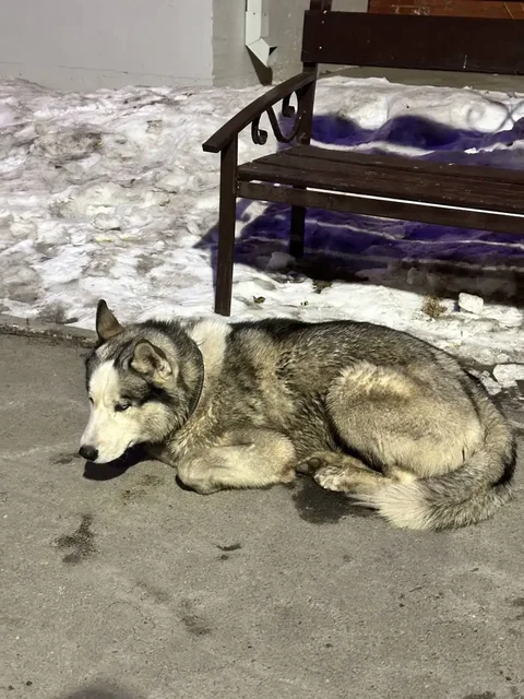 Найдена собака с ошейником на Лермонтова - Крупный рогатый скот в Иркутск