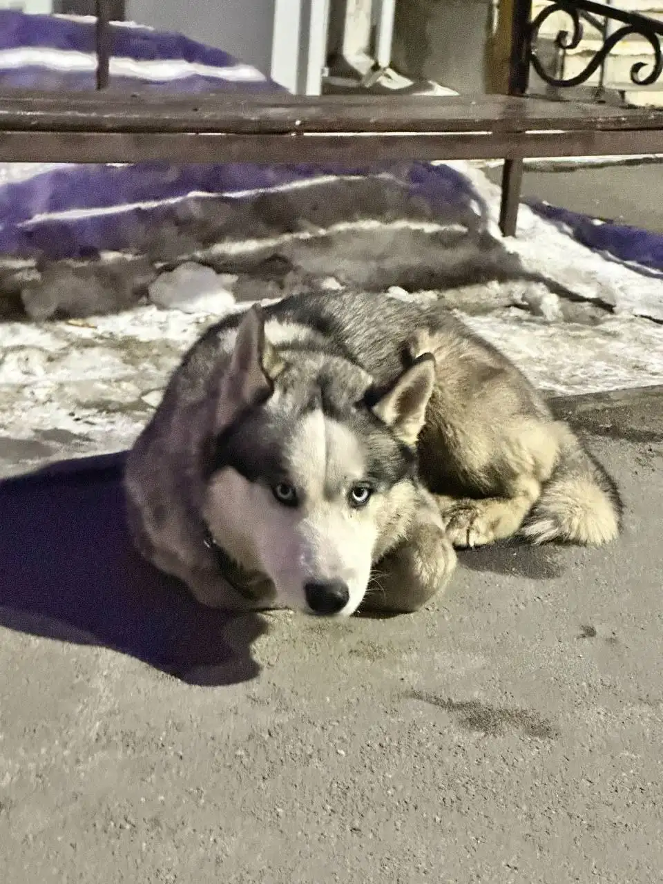 Найдена собака с ошейником на Лермонтова - Животные в Иркутск
