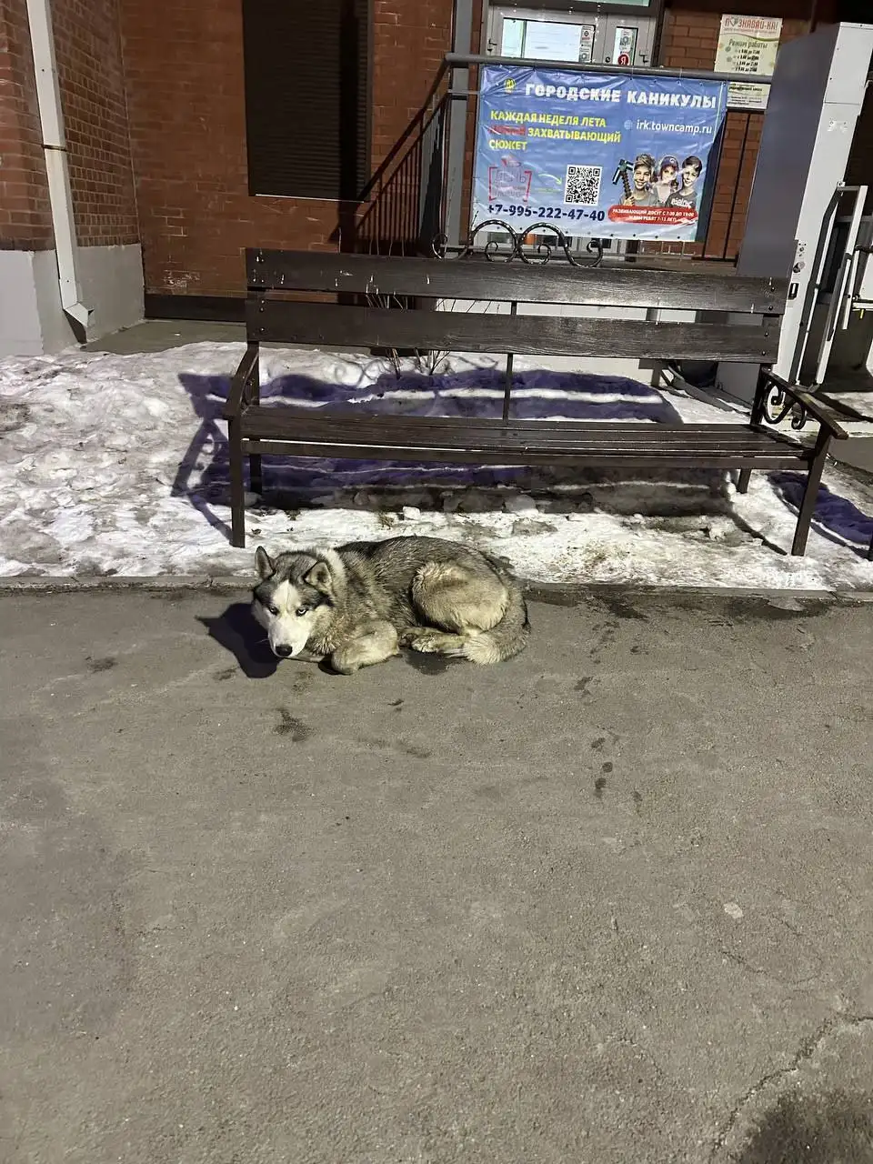 Найдена собака с ошейником на Лермонтова - Животные в Иркутск