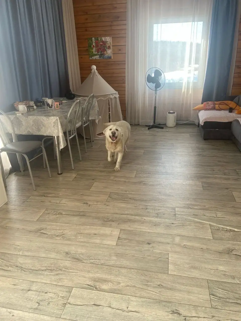 Потерялся пес Арчи в Иркутске - Потерянные/найденные (Животные) в Иркутск