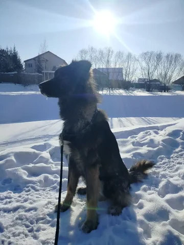 Пропала собака в Иркутске - Крупный рогатый скот в Иркутск