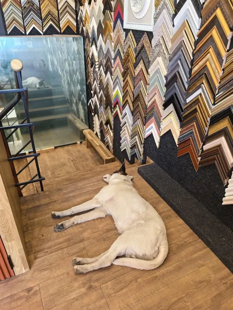 Потерявшаяся собака в Иркутске - Крупный рогатый скот в Иркутск