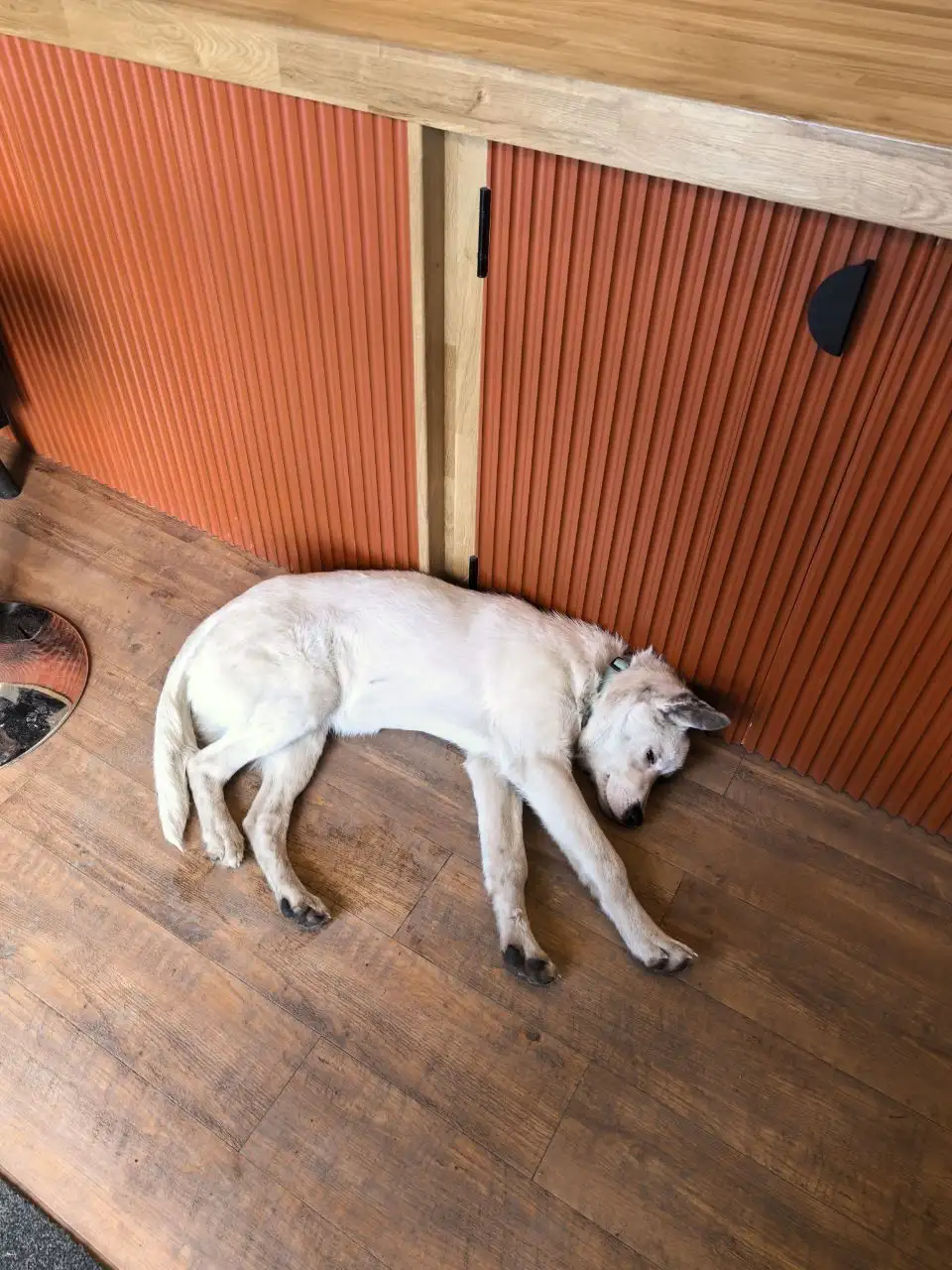 Потерявшаяся собака в Иркутске - Животные в Иркутск