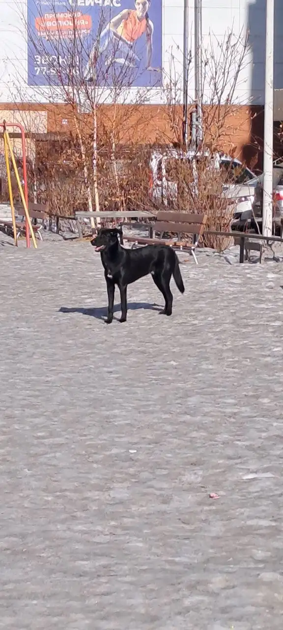 Потерянная собака в Ново-Ленино - Потерянные/найденные (Животные) в Иркутск