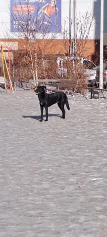 Потерянная собака в Ново-Ленино - Крупный рогатый скот в Иркутск