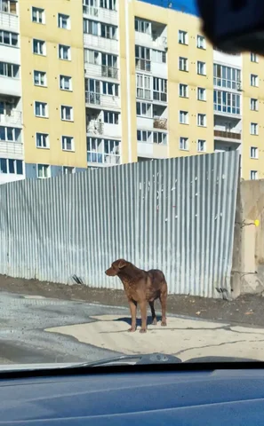 Найденная собака на Костычева - Крупный рогатый скот в Иркутск