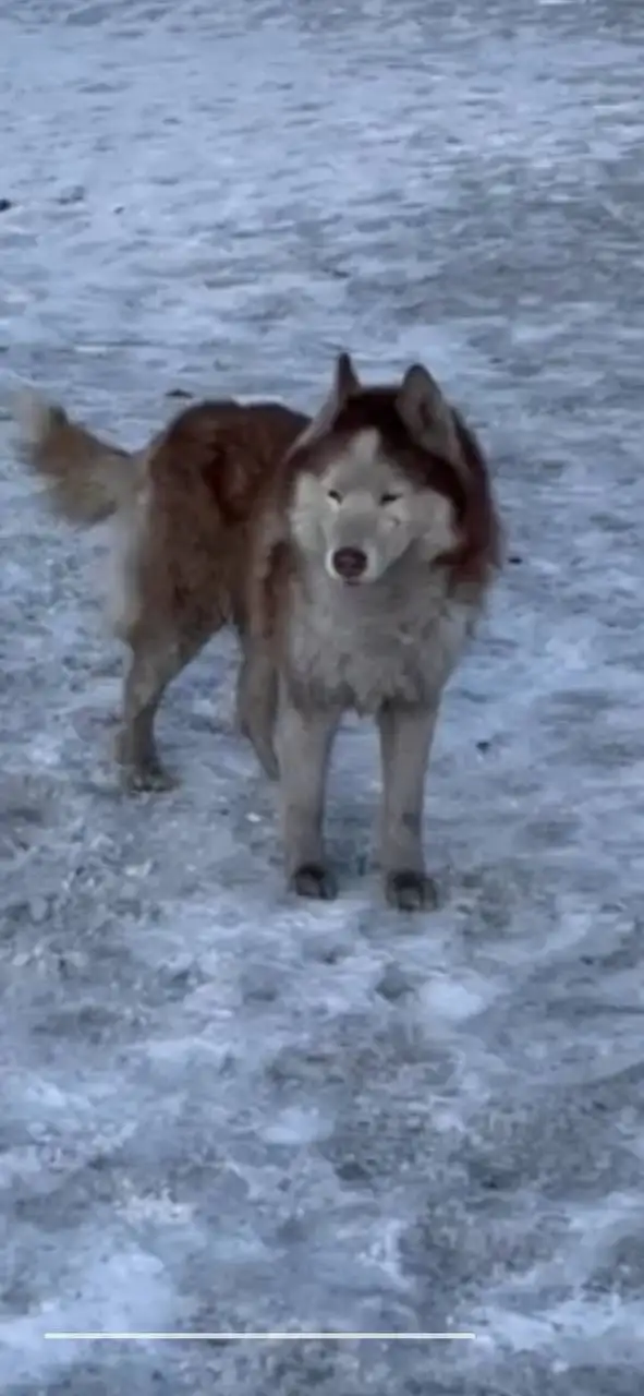 Потерялась собака породы хаски или маламут - Собаки (Животные) в Иркутск