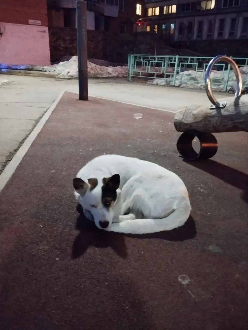 Пропала собака на Байкальском кольце в Иркутске - Собаки (Животные) в Иркутск