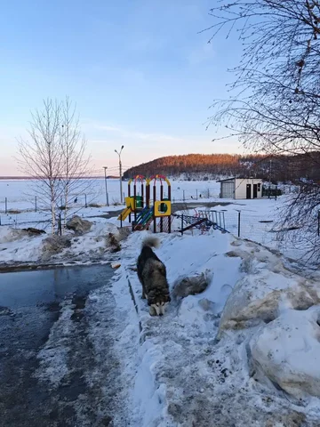 Потерялась хаски в Иркутске - Крупный рогатый скот в Иркутск