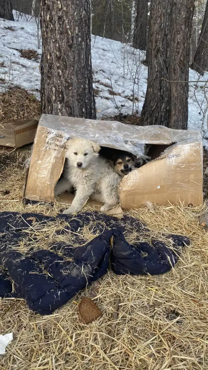 Щенки нуждаются в передержке в районе к 9 - Собаки (Животные) в Иркутск